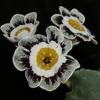 Auricula C J Hayson - Abriachan Nurseries